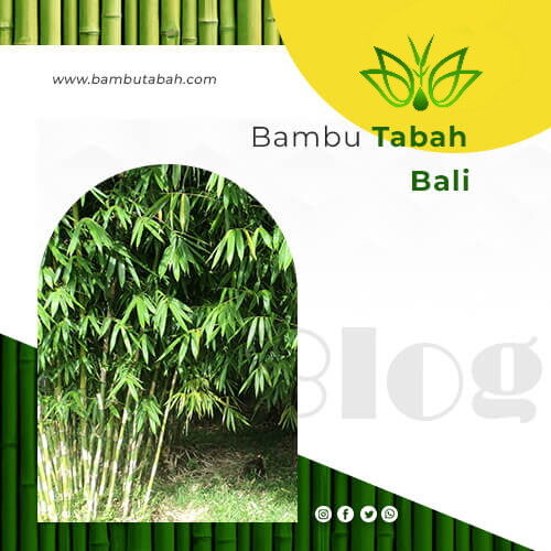bambu-tabah-bali rev