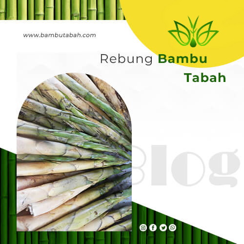 rebung-bambu-tabah rev