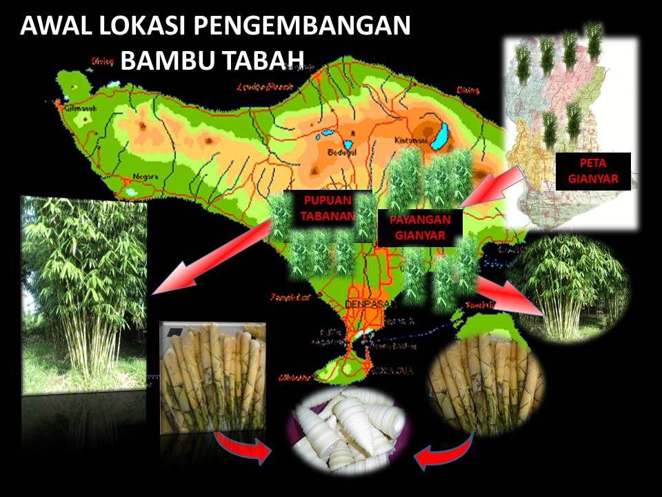 AWAL PENGEMBANGAN BAMBU