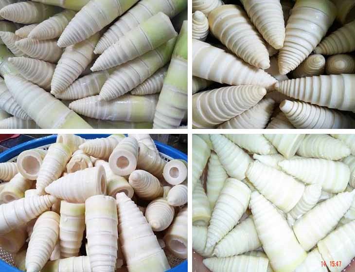 Rebung bambu tabah segar