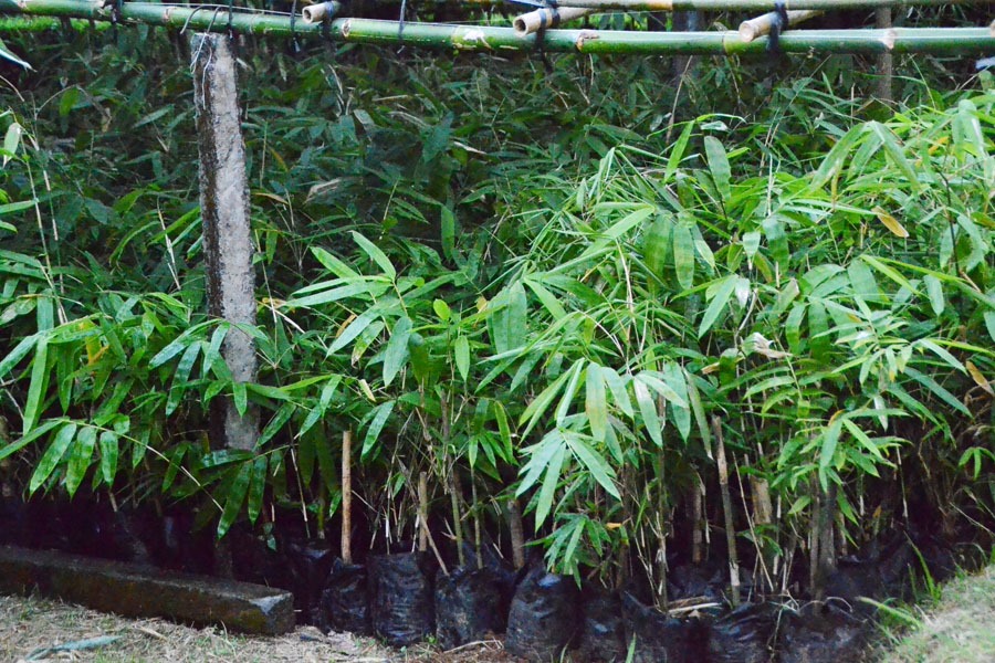 Bibit bambu tabah dari bonggol