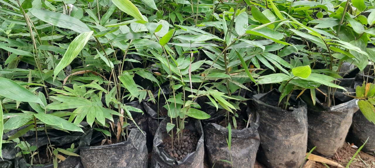 Bibit bambu tabah dari biji